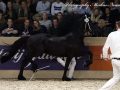 IMG_7823-Willem-508