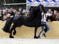 IMG_9370-Willem-508