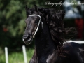 IMG_8492-Wimer461