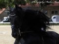 IMG_9428-Waander-512