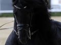 IMG_9521-Waander-512-hk